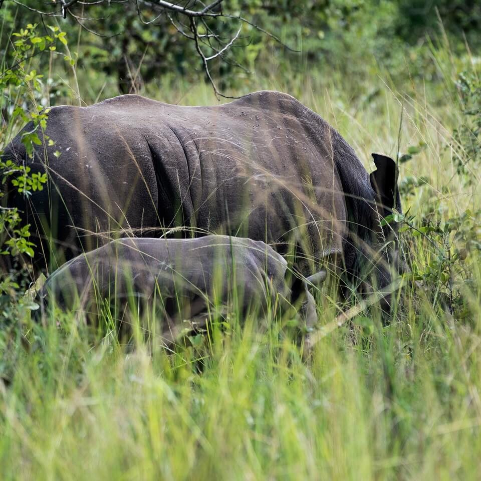 Rhino Tracking_Ziwa Rhino Sanctuary_Car Rental Road Trips