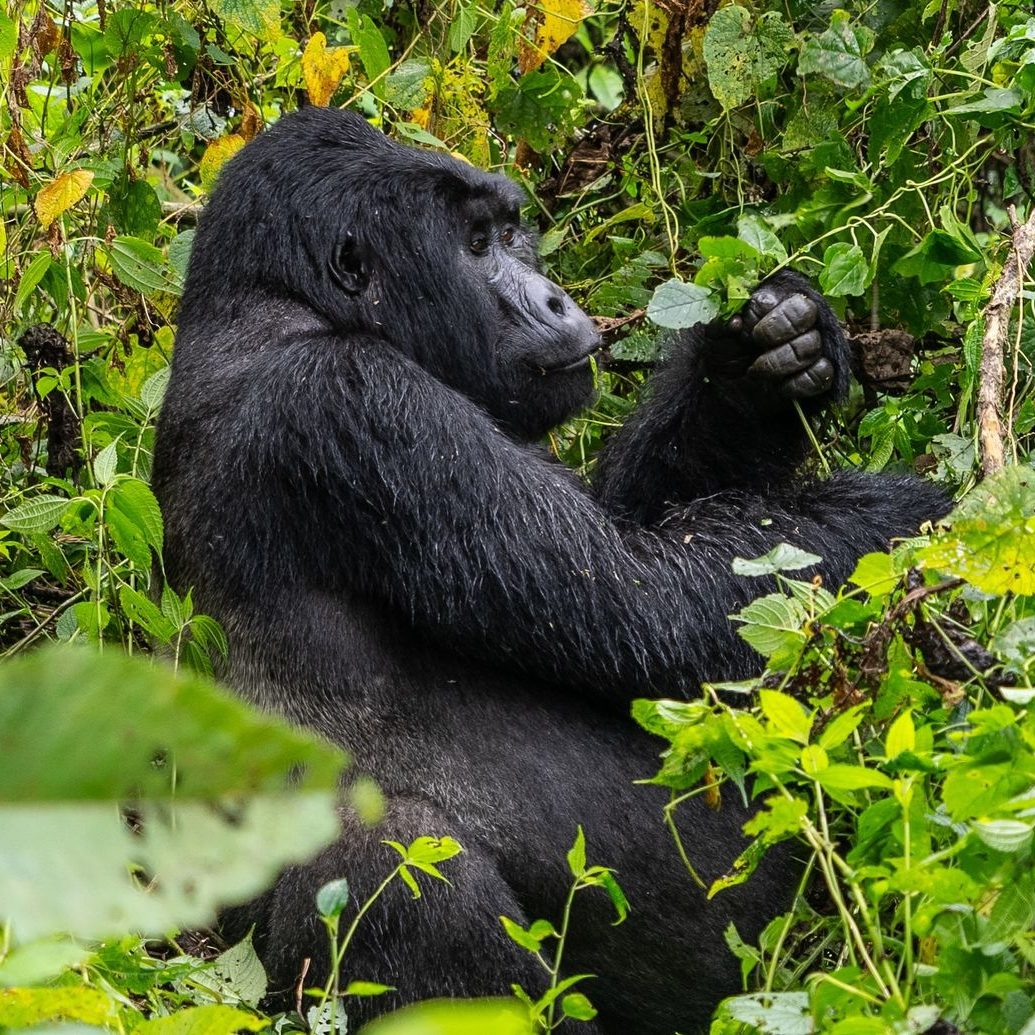 3-Day Self-Drive Gorilla Trekking Safari_Car Rental Road Trips