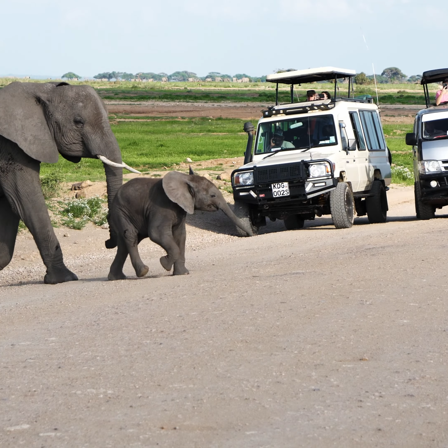 Serengeti 4x4 Self-Drive Guide_Elephant Herds_Car Rental Road Trips