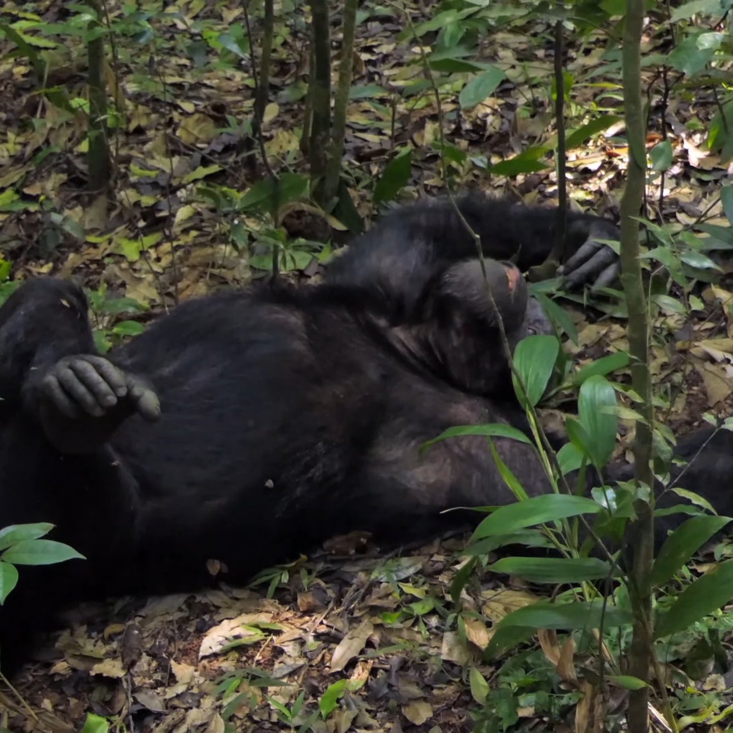 Mountain Gorilla Trekking in Mugahinga_Car Rental Road Trips
