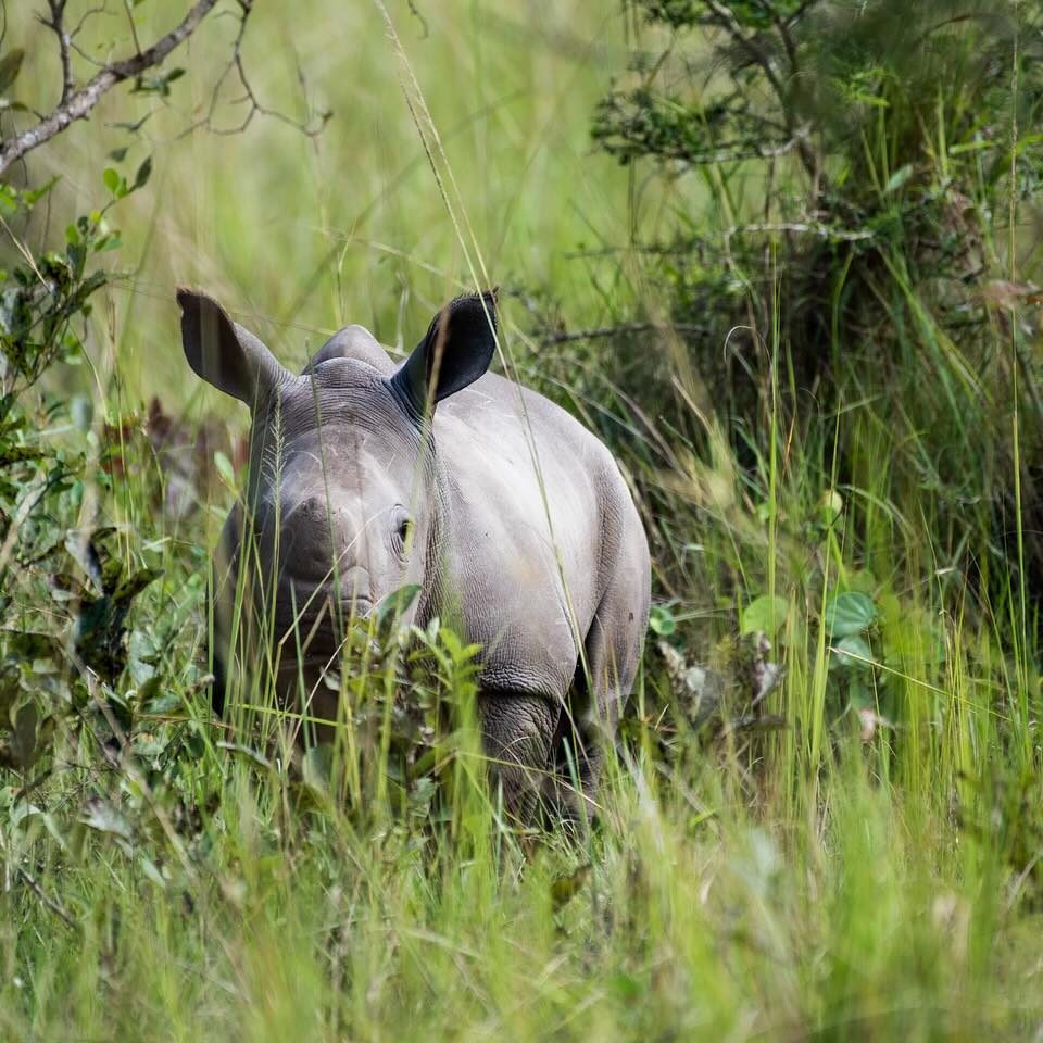 Rhino tracking at Ziwa Rhino Sanctuary_Car Rental Road Trips