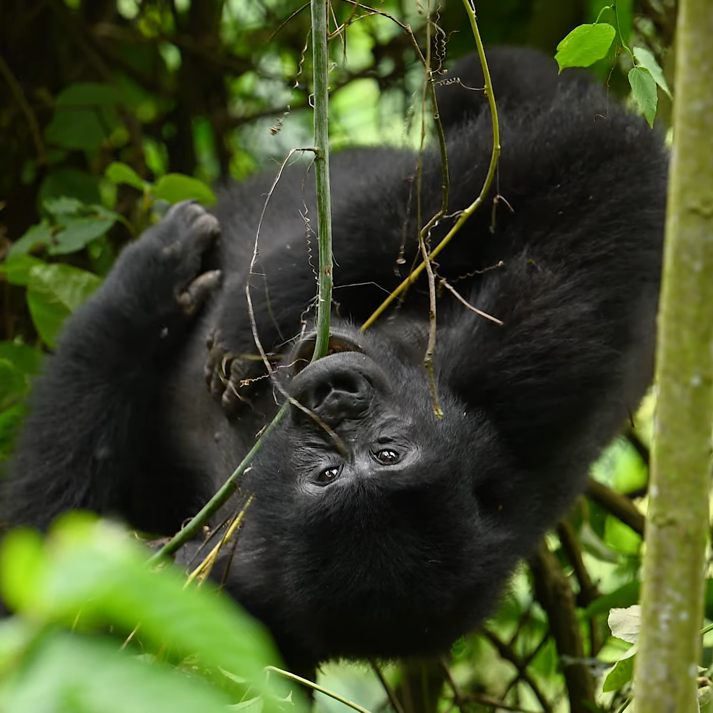 Gorilla Trekking in Bwindi National Park_Car Rental Hire in Uganda