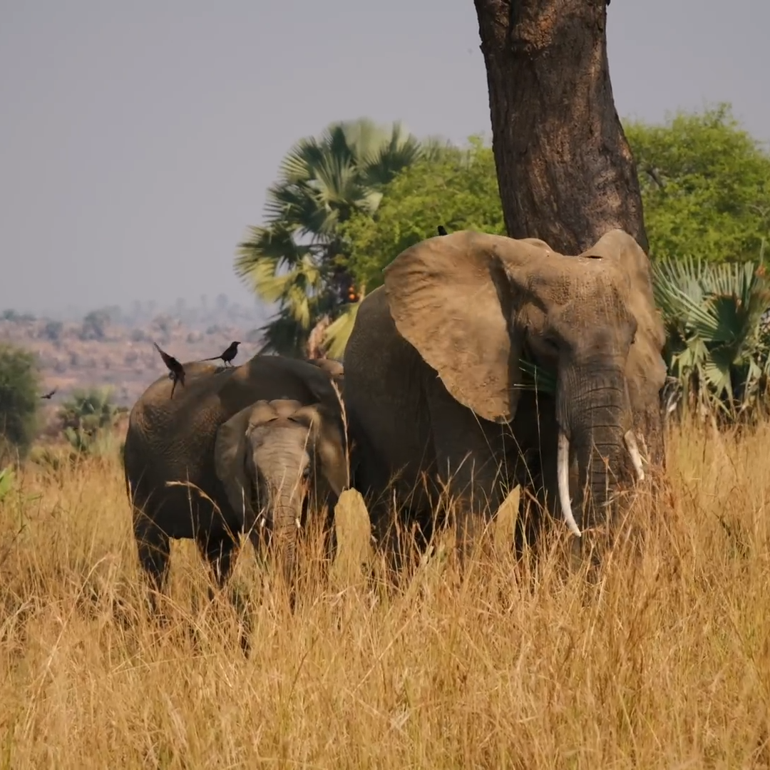 Elephants walking and grazing in the tall grass of Murchison Falls National Park, Uganda_10-Day Self-Drive Uganda Safari