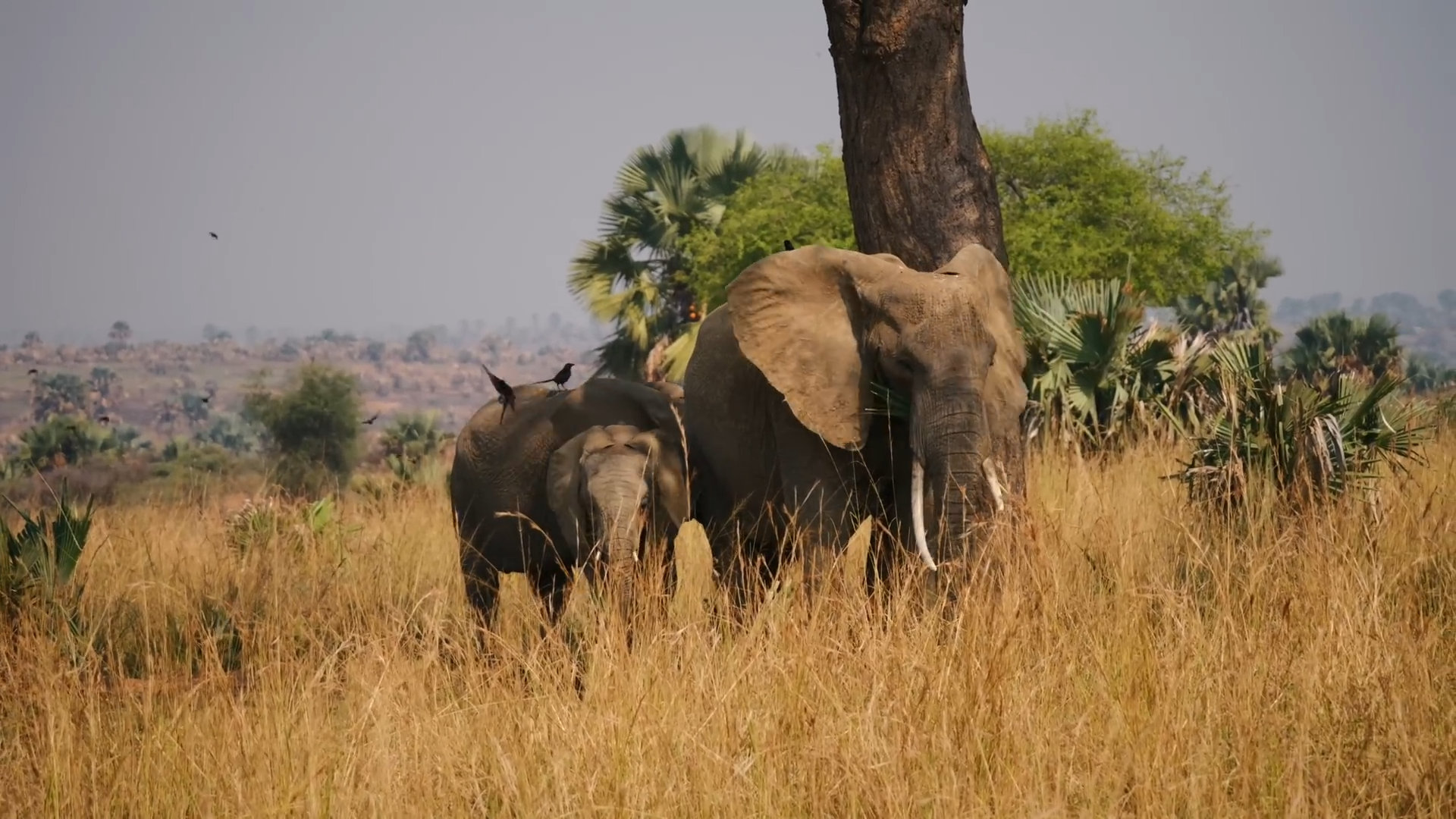 Elephants walking and grazing in the tall grass of Murchison Falls National Park, Uganda_10-Day Self-Drive Uganda Safari