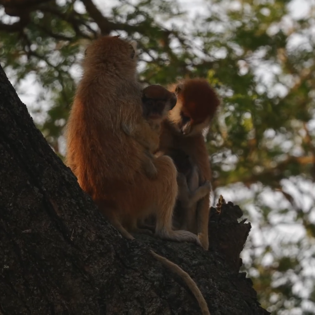 Patas monkeys sitting on a tree in Murchison Falls National Park, Uganda.