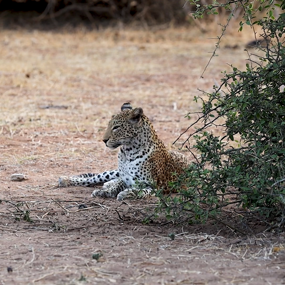 Wildlife Experience in Botswana_Leopard Tracking on self-drive Wildlife Experience in Botswana_Leopard Tracking on self-drive